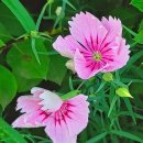 오목로(북측) 네이버블로그