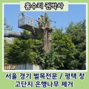 신평동1081 | 서울 경기 벌목전문 / 평택 창고단지 은행나무 제거