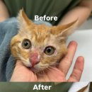 링크늘푸른동물병원 이미지