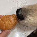 까까요 dog 이미지