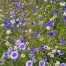 고향산천농장 이미지