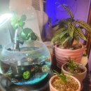 참치매니아 이미지