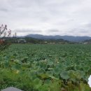 유등연지입구 이미지