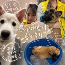 다시사랑받개 네이버블로그