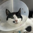 나우메디칼 | 갑자기 호흡이 가빠진 고양이, 나우동물메디컬센터 입원과 치료 후기(2/3)