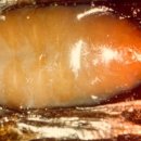 LARVA STAGE 이미지
