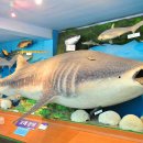 땅끝해양 자연사박물관 이미지