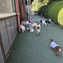 블루멍S | 창원애견유치원 블루멍s와 함께한 행복한 시간들