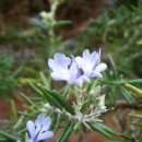 로즈마리 이미지