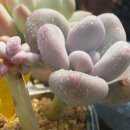 프롬 유니 이미지