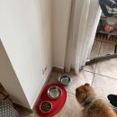 도그바이러스 이미지