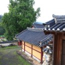 능주향교 은행나무 이미지