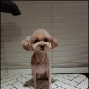 퍼피엘르