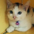 대전종합동물병원 이미지