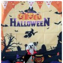 다우리유치원 | 믿고 맡길 수 있는 양산애견유치원, 디엠 다우리 도그 센터 방문 후기