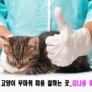 김냐옹 미용실 이미지