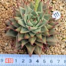 슈퍼센세이션 이미지