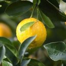 애월농장 이미지