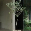 올리브나무 이미지