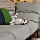 다듬, 희그루밍 이미지