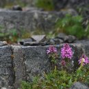 구름송이 이미지