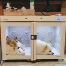 알로하오에 이미지