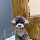 도도 그루밍 이미지