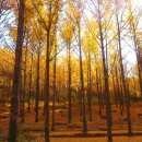 은행나무로 이미지