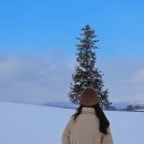 소소공감 | 삿포로 비에이 소소 버스 투어 크리스마스 트리 후기