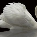 쾅!!! 화이트 스완 작전 개시! 군사 동맹, GITMO 확장, 생물무기 압수, 딥 스테이트 복제 연구소 폭로, GESARA 이미지