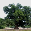 금성정비 | 천연기념물 제203호 담양 금성산성 느티나무: 산성과 함께한 생명의 수호자