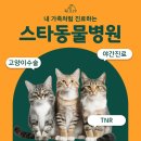 안산동물병원 | 안산동물병원 고양이 치아치료 후기 – 치아흡수성병변 발치 사례