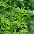 장안사거리 이미지