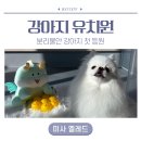 옐레드 하남미사점 | 미사 강아지유치원 옐레드 분리불안 강아지 첫 등원 후기