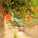 담장예쁜집 이미지