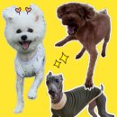 퍼피야놀자 이미지