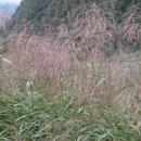 달뿌리집 이미지