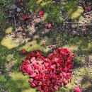 스테이 도채비꽃 이미지