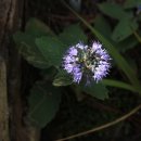 하도바다 이미지