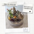 의왕 포일 사과나무유치원 학부모 참여수업|세 번째 다육테라리움 키트 의뢰 후기