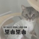 대구 고양이 미용 무마취로 미용가능한 뽀솜뽀솜 예민냥 후기