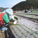 함양톱밥 이미지