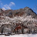 베스트 식