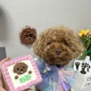 메리앤래리 | 메리앤래리 강아지 케이크 추천해요