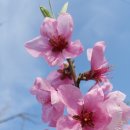 복사골농장 이미지