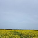 호미곶경관영농조합법인 | 구룡포 가볼만한곳 호미곶 유채꽃밭 지금 바로 가세요