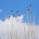 홍련봉공원 이미지