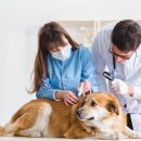 위즈동물메디컬센터 이미지