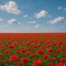 꽃양귀비마을 이미지