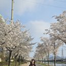 안양천 다목적광장 | [벚꽃 명소] 인파 적고 벚꽃이 풍성한 안양천 방문 후기